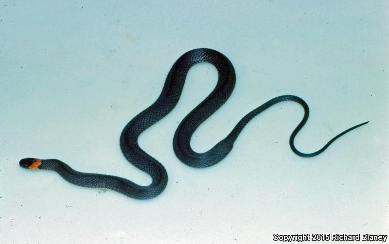 Ring-necked Coffee Snake (Ninia diademata)