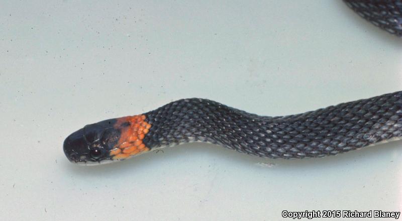 Ring-necked Coffee Snake (Ninia diademata)