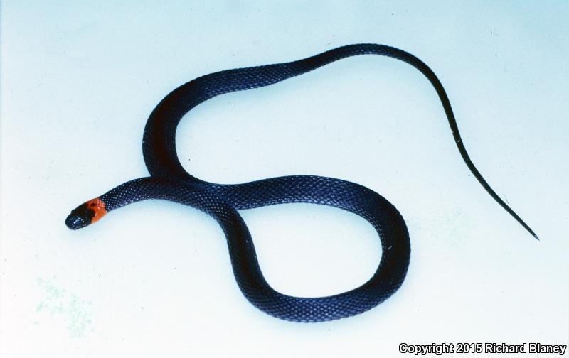 Ring-necked Coffee Snake (Ninia diademata)