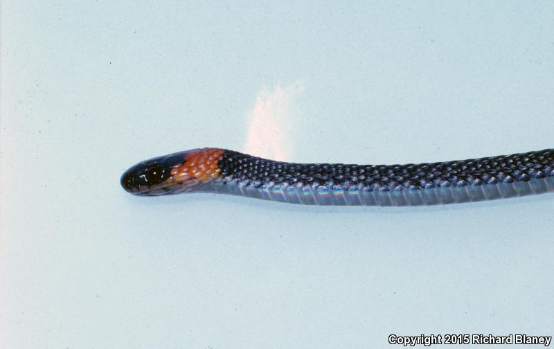 Ring-necked Coffee Snake (Ninia diademata)