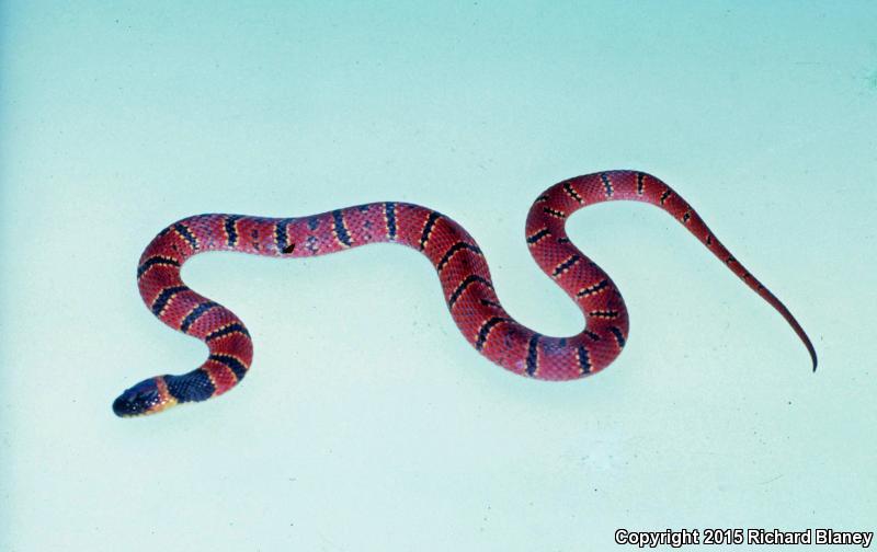 Red-backed Coffee Snake (Ninia sebae)