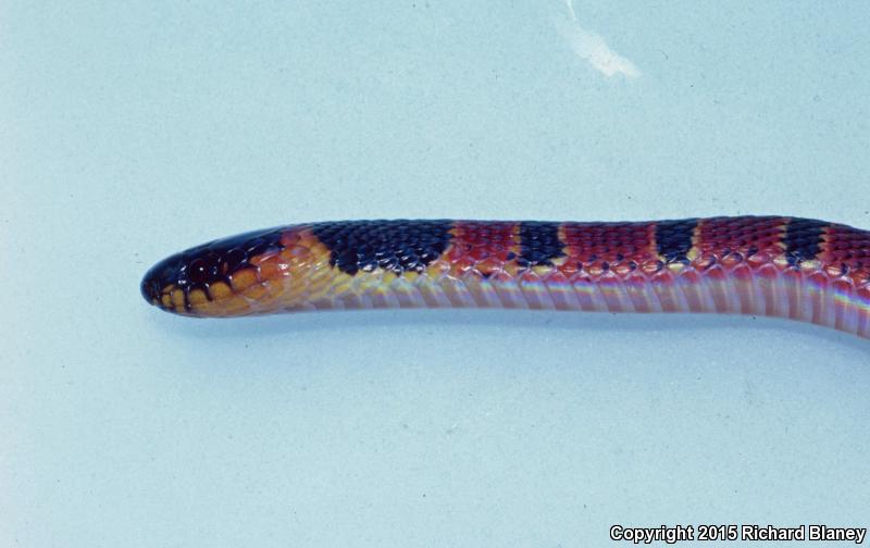 Red-backed Coffee Snake (Ninia sebae)