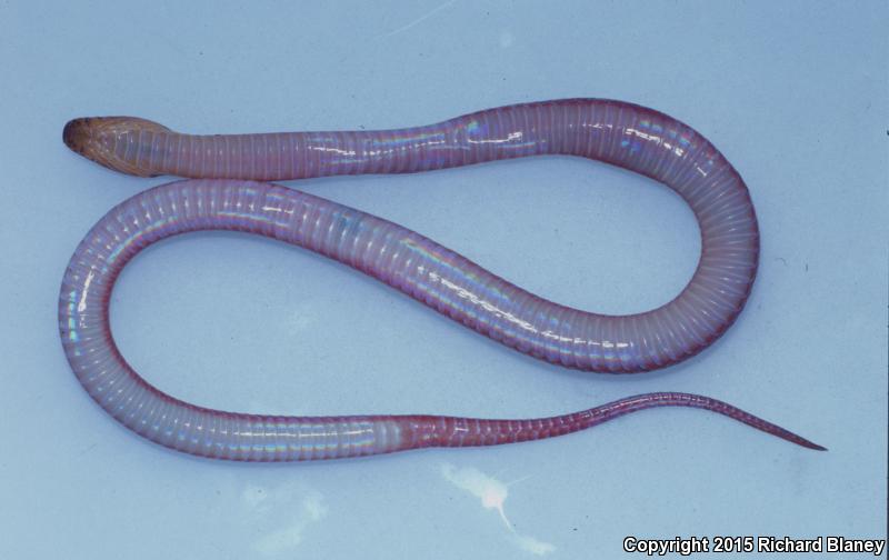 Red-backed Coffee Snake (Ninia sebae)