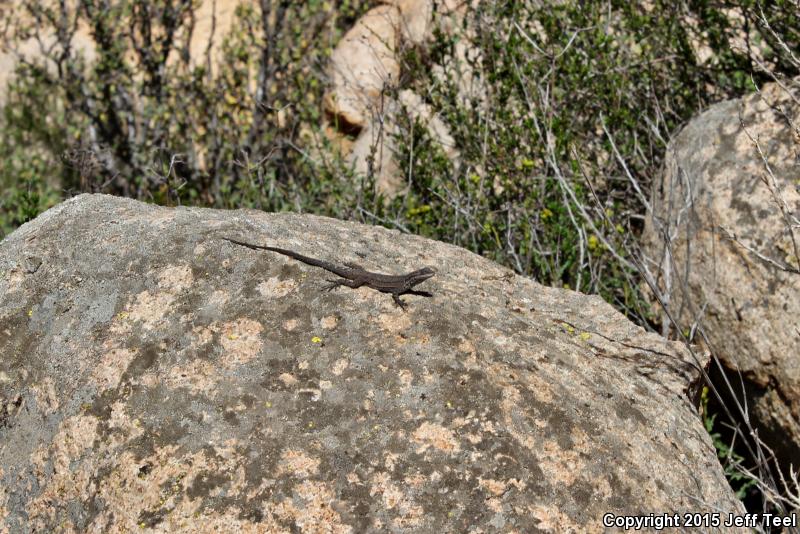 Black-tailed Brush Lizard (Urosaurus nigricaudus)