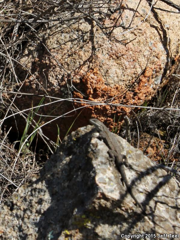 Black-tailed Brush Lizard (Urosaurus nigricaudus)