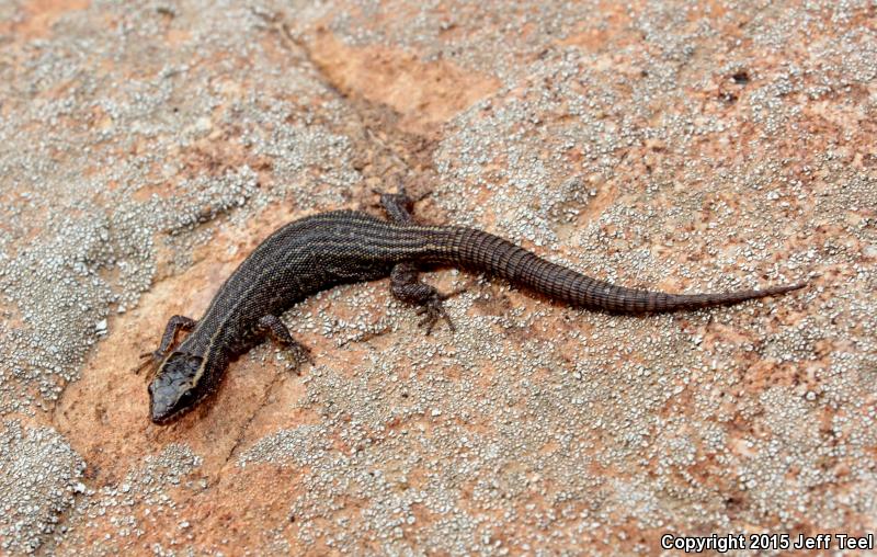 Wiggins's Desert Night Lizard (Xantusia wigginsi)