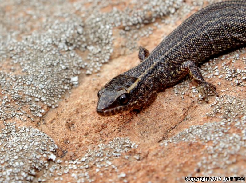 Wiggins's Desert Night Lizard (Xantusia wigginsi)