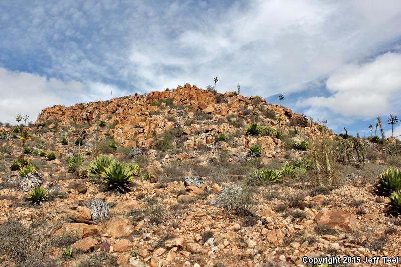 Wiggins's Desert Night Lizard (Xantusia wigginsi)