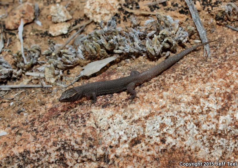 Wiggins's Desert Night Lizard (Xantusia wigginsi)