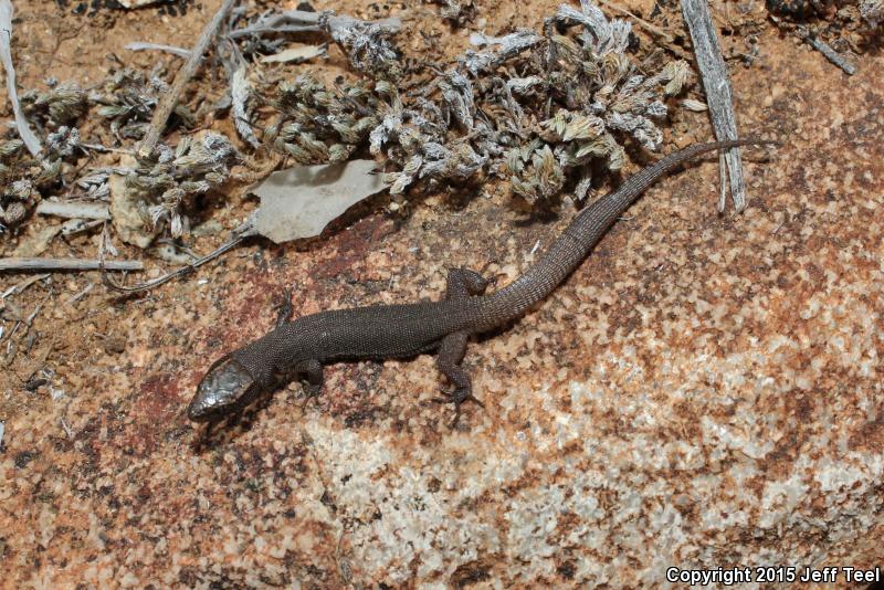 Wiggins's Desert Night Lizard (Xantusia wigginsi)