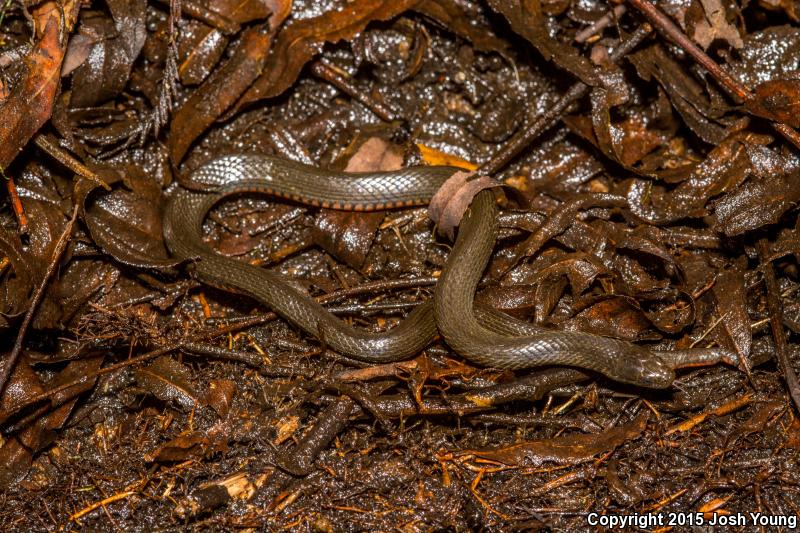 North Florida Swampsnake (Seminatrix pygaea pygaea)