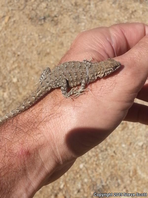 Nevada Side-blotched Lizard (Uta stansburiana nevadensis)