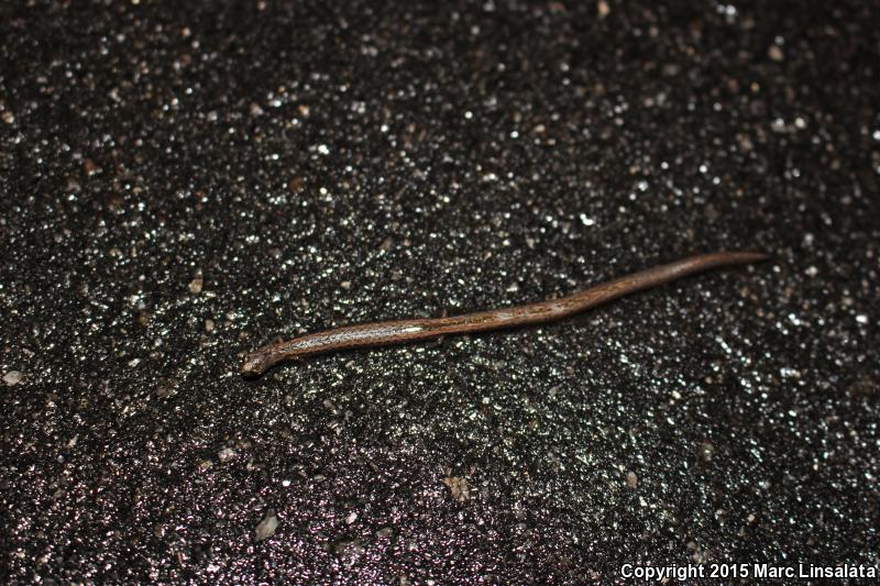 Gregarious Slender Salamander (Batrachoseps gregarius)