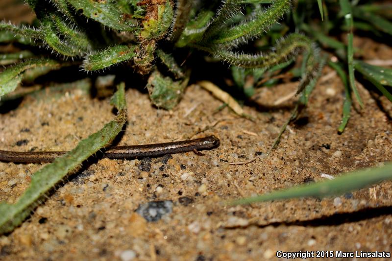 Gregarious Slender Salamander (Batrachoseps gregarius)