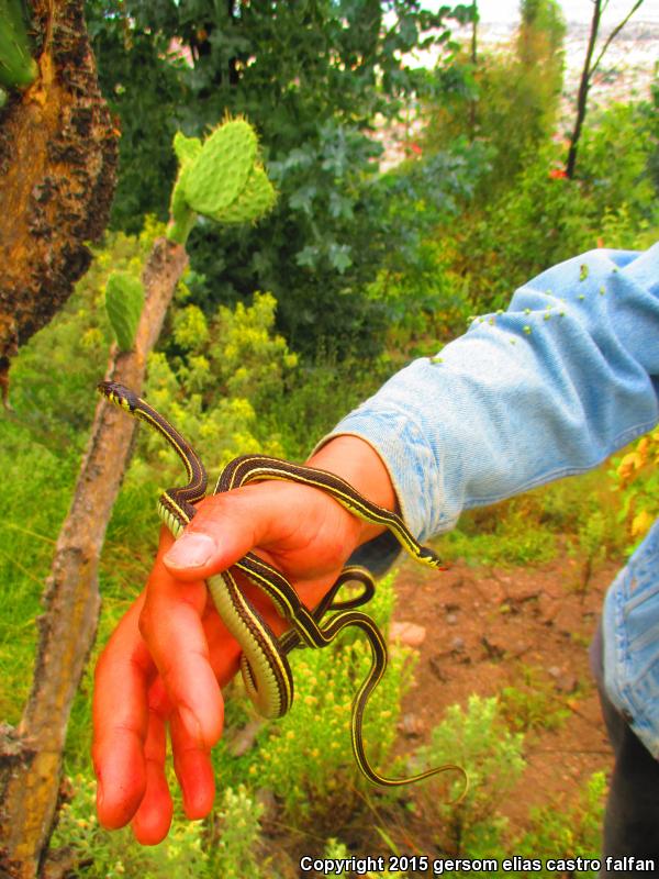 Tropical Black-necked Gartersnake (Thamnophis cyrtopsis collaris)