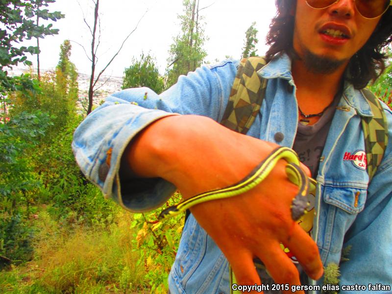 Tropical Black-necked Gartersnake (Thamnophis cyrtopsis collaris)