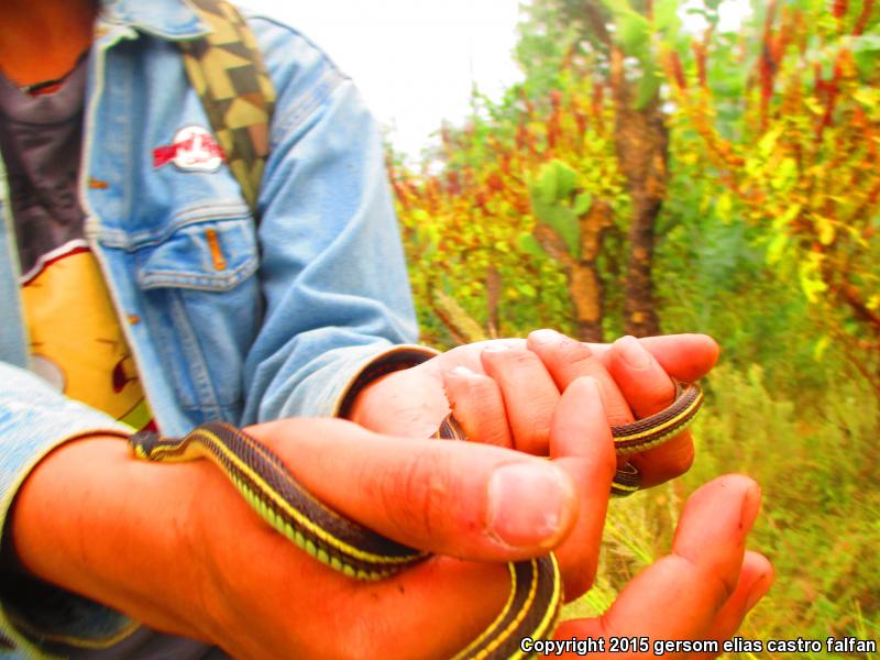 Tropical Black-necked Gartersnake (Thamnophis cyrtopsis collaris)