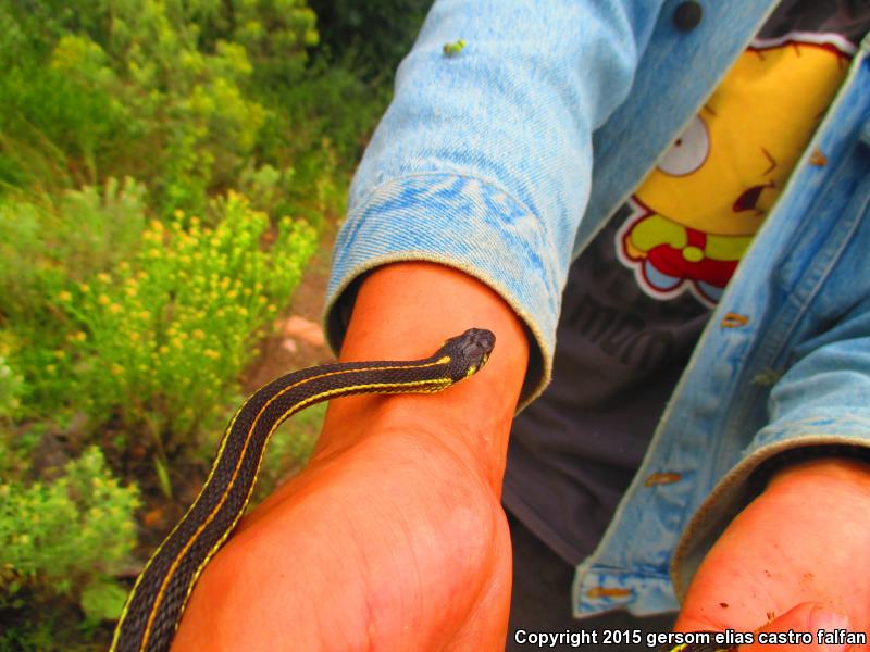 Tropical Black-necked Gartersnake (Thamnophis cyrtopsis collaris)