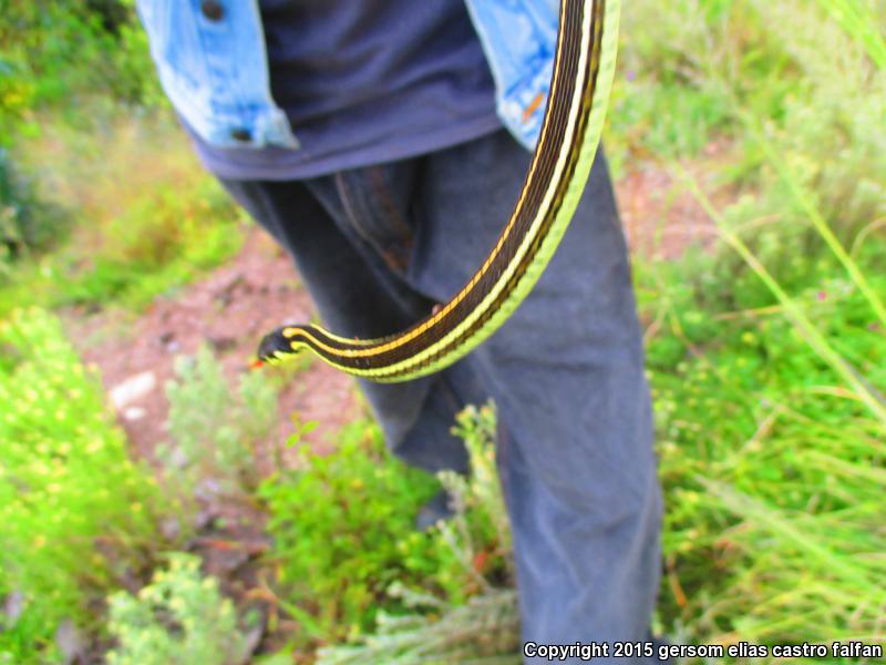 Tropical Black-necked Gartersnake (Thamnophis cyrtopsis collaris)