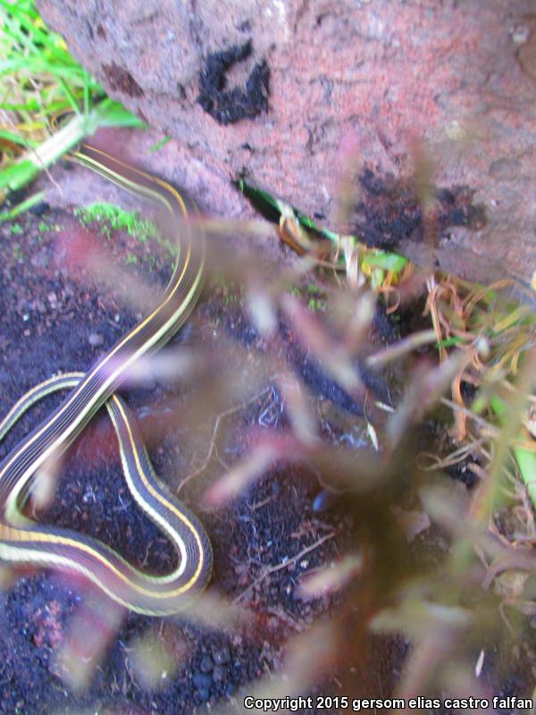 Tropical Black-necked Gartersnake (Thamnophis cyrtopsis collaris)