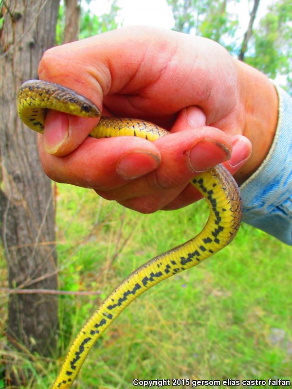 Lined Tolucan Earthsnake (Conopsis lineatus lineatus)