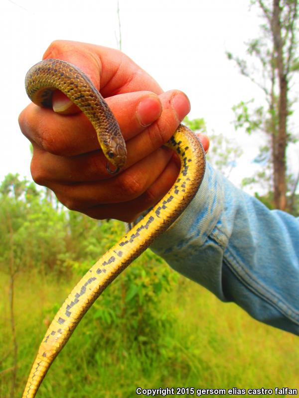 Lined Tolucan Earthsnake (Conopsis lineatus lineatus)