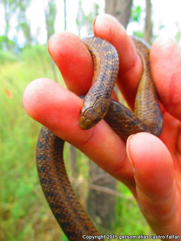 Lined Tolucan Earthsnake (Conopsis lineatus lineatus)