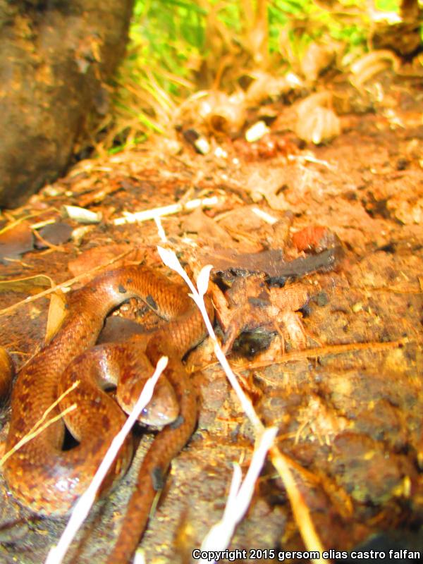 Lined Tolucan Earthsnake (Conopsis lineatus lineatus)