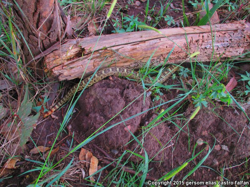 Queretaran Dusky Rattlesnake (Crotalus aquilus)