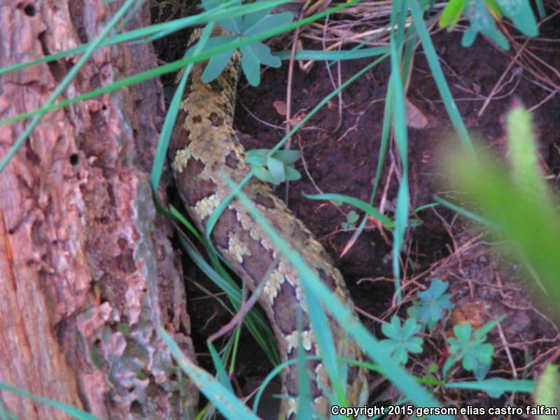 Queretaran Dusky Rattlesnake (Crotalus aquilus)