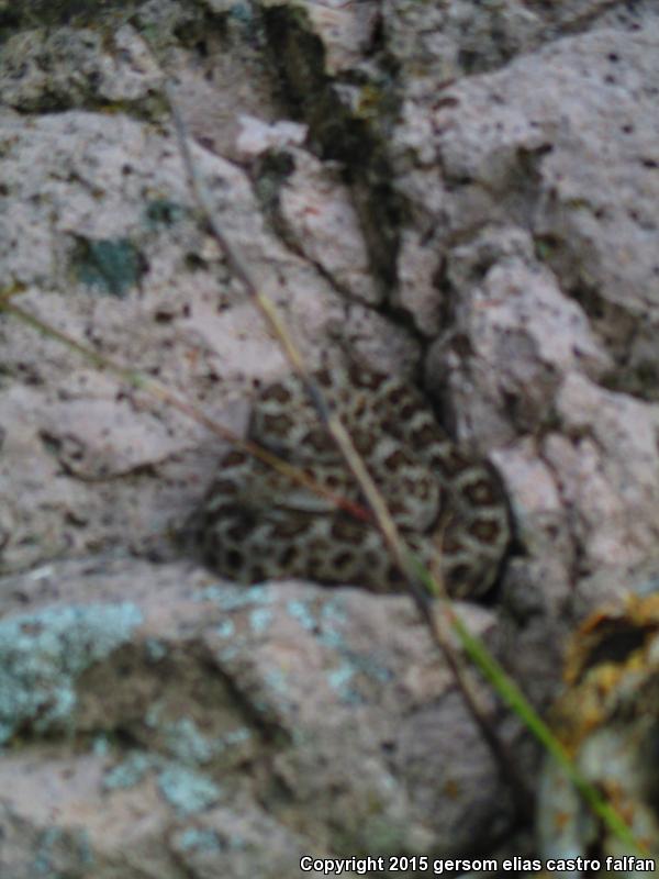 Queretaran Dusky Rattlesnake (Crotalus aquilus)