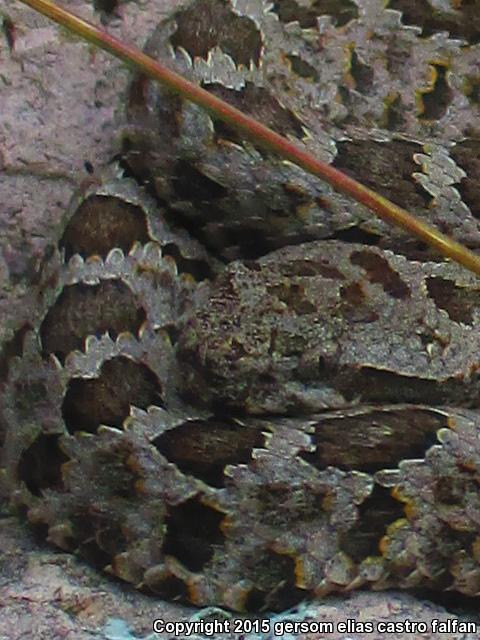 Queretaran Dusky Rattlesnake (Crotalus aquilus)