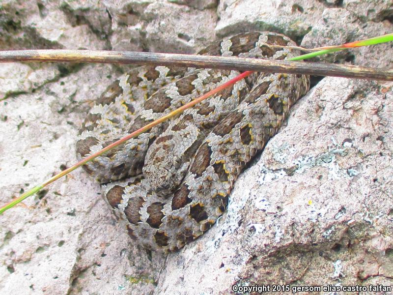 Queretaran Dusky Rattlesnake (Crotalus aquilus)