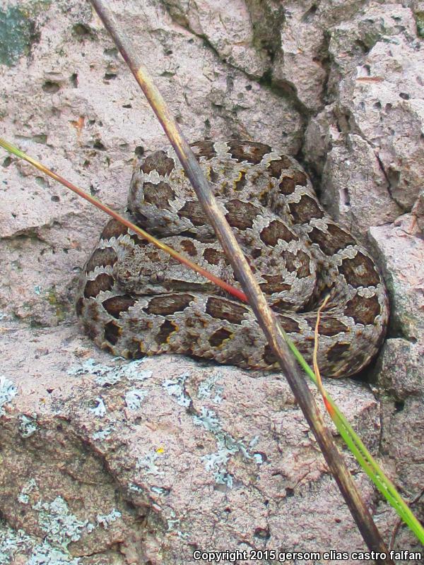 Queretaran Dusky Rattlesnake (Crotalus aquilus)