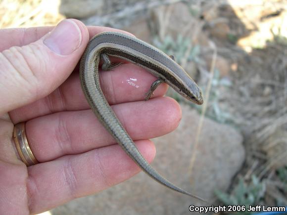 Coronado Island Skink (Plestiodon skiltonianus interparietalis)