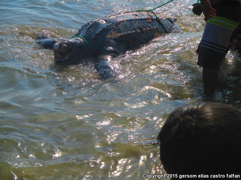 Leatherback Sea Turtle (Dermochelys coriacea)