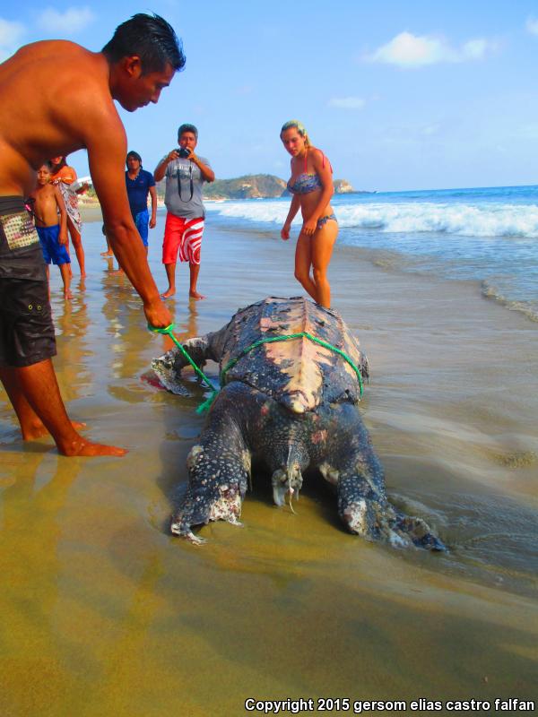 Leatherback Sea Turtle (Dermochelys coriacea)