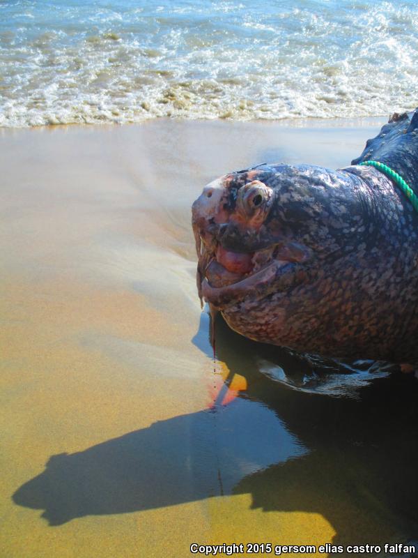 Leatherback Sea Turtle (Dermochelys coriacea)