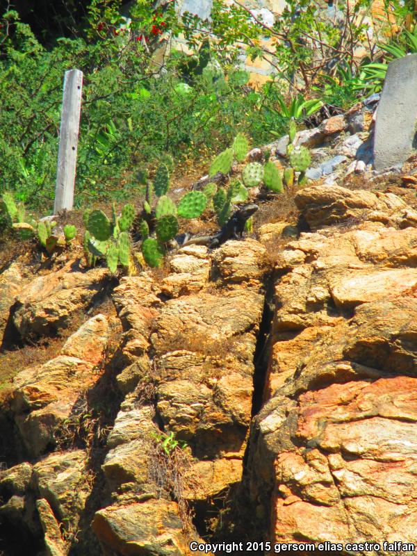 Oaxaca Spiny-tailed Iguana (Ctenosaura oaxacana)