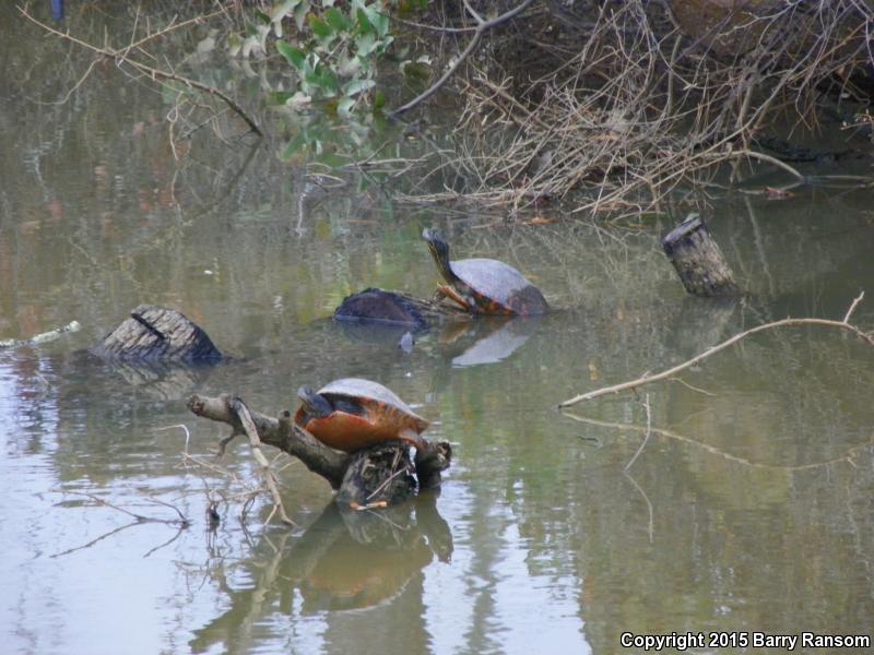 Alabama Red-bellied Cooter (Pseudemys alabamensis)