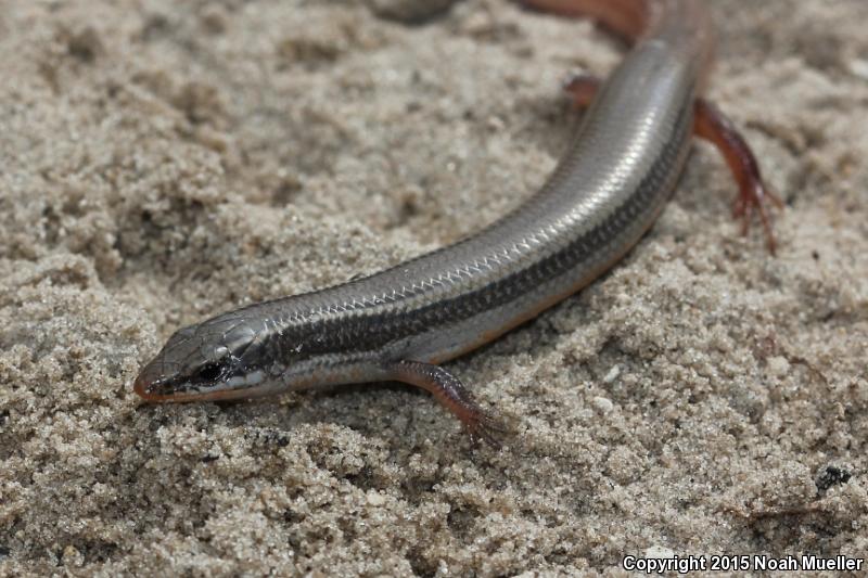 Northern Mole Skink (Plestiodon egregius similis)