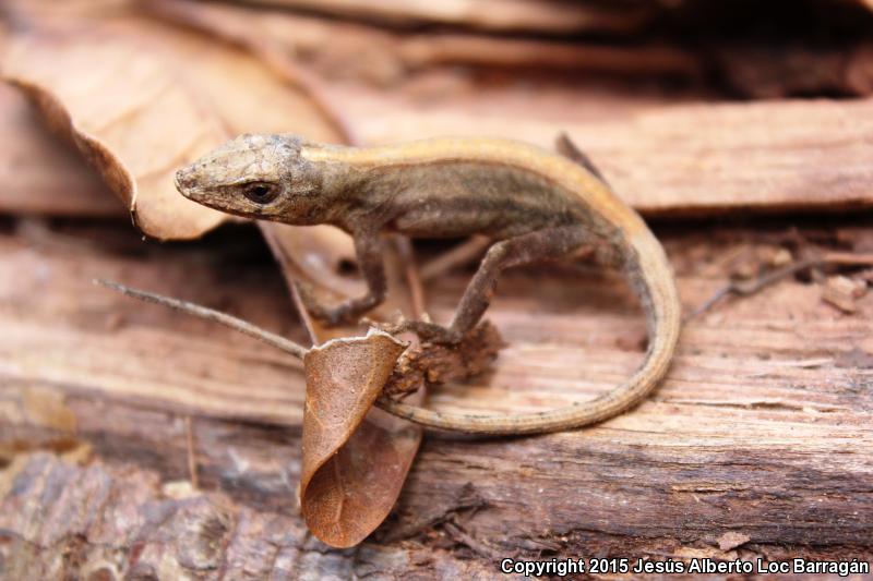 Clouded Anole (Anolis nebulosus)