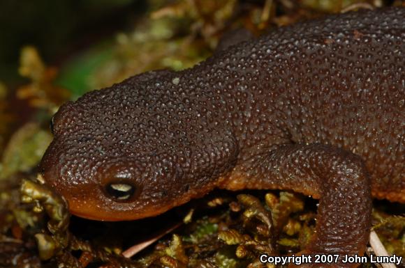 Northern Rough-skinned Newt (Taricha granulosa granulosa)