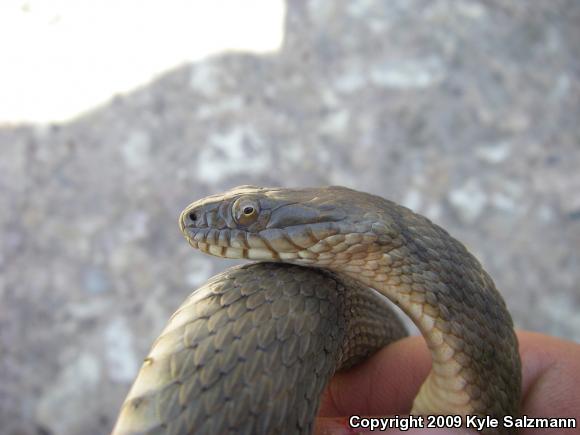 Brazos Watersnake (Nerodia harteri)