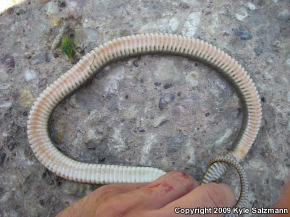 Brazos Watersnake (Nerodia harteri)