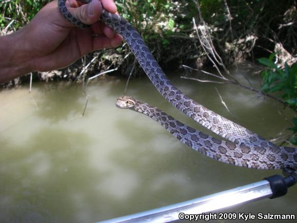 Northern Plains Rat Snake (Pantherophis emoryi emoryi)