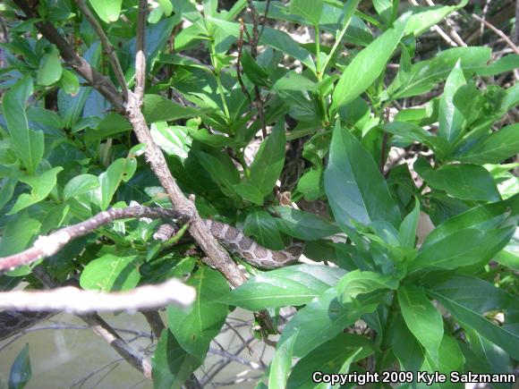 Northern Plains Rat Snake (Pantherophis emoryi emoryi)