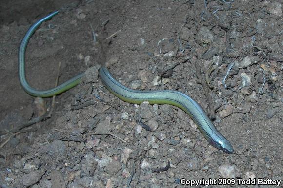 Silvery Legless Lizard (Anniella pulchra pulchra)