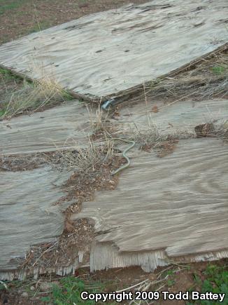 Silvery Legless Lizard (Anniella pulchra pulchra)