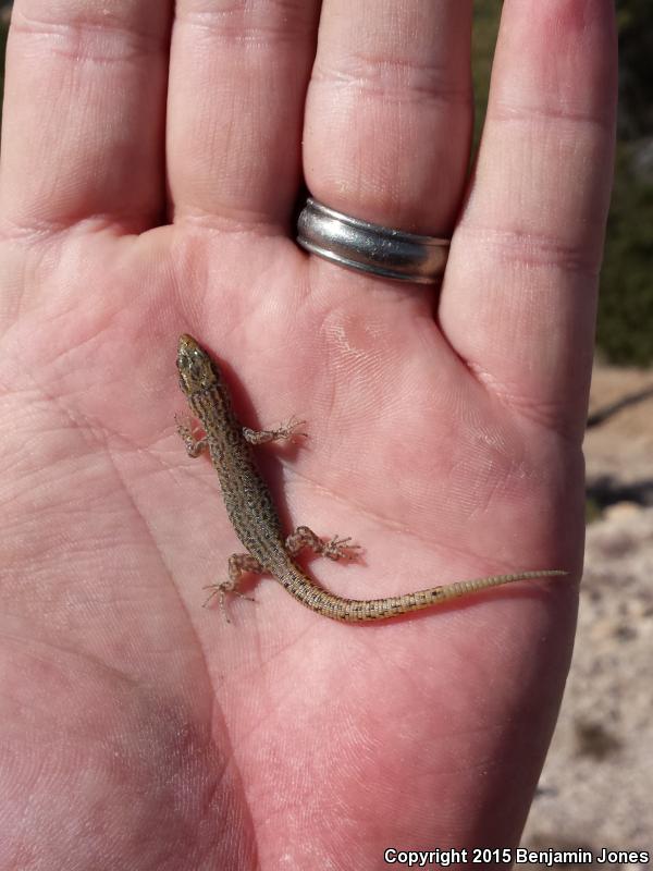 Bezy's Night Lizard (Xantusia bezyi)